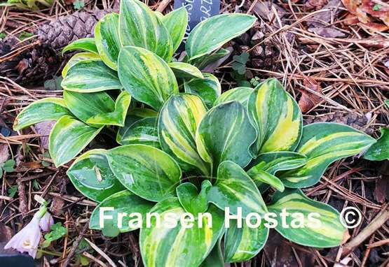 Hosta Mouse Party